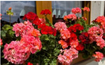 Muškatle će ludo bujati do kasne jeseni: Samo dodajte ovo u vodu za zalivanje