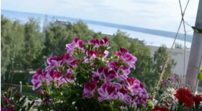 Posadi ovo pored pelargonija: Imat ćeš slapove cvijeća tokom cijelog ljeta