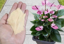 Najpreporučljivije đubrivo za sobne biljke od strane BAŠTOVARA: Imate ga u kuhinji kod kuće i posle njega sve živo cvjeta!