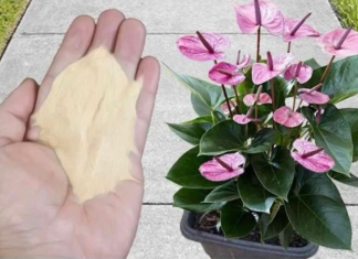 Najpreporučljivije đubrivo za sobne biljke od strane BAŠTOVARA: Imate ga u kuhinji kod kuće i posle njega sve živo cvjeta!