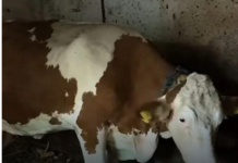 “Ovo se nije ranije desilo”: Čudo potreslo Srbiju: Krava Beba šokirala sve