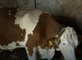 “Ovo se nije ranije desilo”: Čudo potreslo Srbiju: Krava Beba šokirala sve