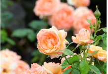 Razblažite u vodi i zalijte svoje ruže u aprilu: Doći će do bukvalne EKSPLOZIJE cvijeća!