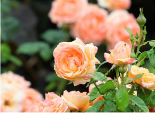 Razblažite u vodi i zalijte svoje ruže u aprilu: Doći će do bukvalne EKSPLOZIJE cvijeća!