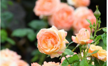 Razblažite u vodi i zalijte svoje ruže u aprilu: Doći će do bukvalne EKSPLOZIJE cvijeća!