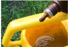 Samo NEKOLIKO kapi ubija plamenjaču paradajza: Više cvjeta, plodovi brže sazrijevaju