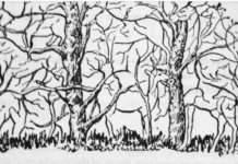 Prva životinja koju vidite na ilustraciji otkriće vam apsolutno sve o vašoj ličnosti i to bez greške