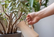 SIPAJTE MEŠAVINU OVA 2 JEFTINA SASTOJKA IZ KUHINJE U SAKSIJU I GLEDAJTE: Drvo novca će rasti i cvetati kao ludo