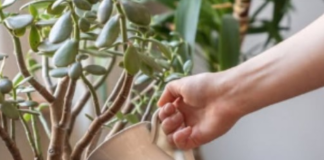 SIPAJTE MEŠAVINU OVA 2 JEFTINA SASTOJKA IZ KUHINJE U SAKSIJU I GLEDAJTE: Drvo novca će rasti i cvetati kao ludo