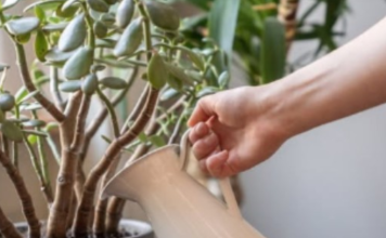 SIPAJTE MEŠAVINU OVA 2 JEFTINA SASTOJKA IZ KUHINJE U SAKSIJU I GLEDAJTE: Drvo novca će rasti i cvetati kao ludo