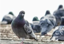 Da li znate zašto nikad ne viđamo mlade golubove? Ova misterija muči milione na internetu, a odgovor je jednostavan