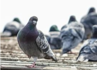 Da li znate zašto nikad ne viđamo mlade golubove? Ova misterija muči milione na internetu, a odgovor je jednostavan