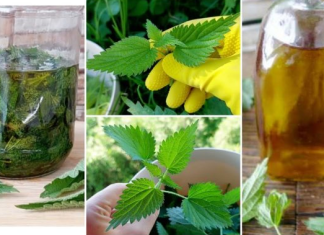 Domaće ulje od mlade koprive: Evo kako ga spremiti i za šta je sve izvrsno kao lijek!