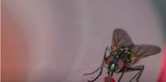 Stavite koru ovog voća na prozor i u kući više nećete vidjeti nijednu muhu