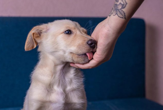 Šta lizanje ruke vašeg psa zaista znači? Istraživanje emocionalnih signala