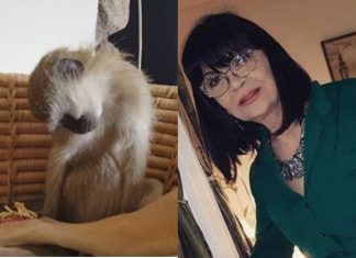 Nada Obrić živela sa majmunom, hranila ga, sa sobom vodila: Nije ni slutila šta će je te večeri snaći u podrumu – igrala se sa đav0lom, koštao je života - featured image