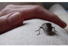 EVO ŠTA ZNAČI KAD SMRDIBUBA UĐE U KUĆU – NIPOŠTO JE NE UNIŠTAVAJTE